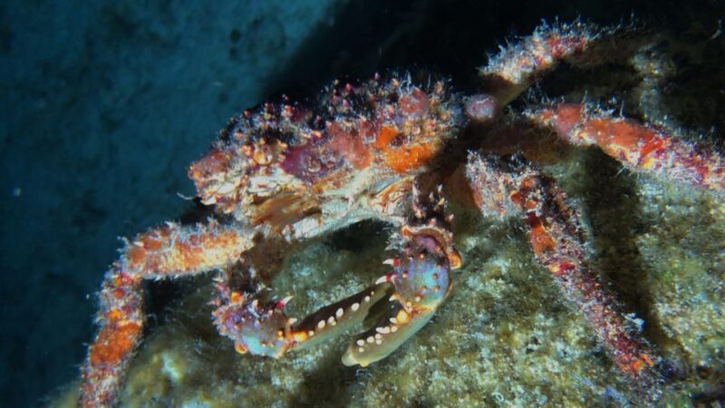 Cozumel: Night Snorkel Adventure - Nocturnal Marine Life