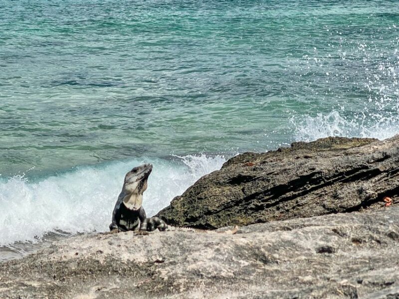 Cozumel: North Shore E-Bike Adventure & Beach Break - Itinerary Details
