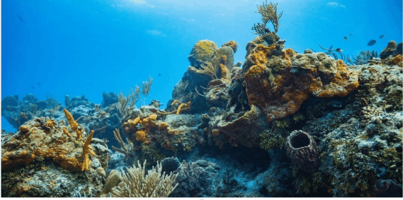Cozumel: Ocean Dive - Key Points