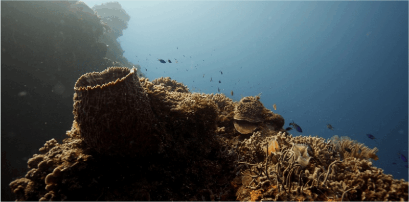 Cozumel: Ocean Dive - Dive Experience