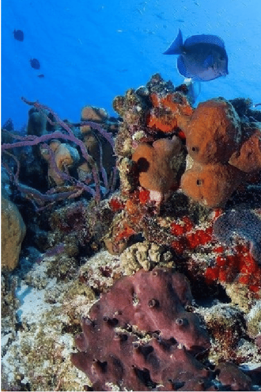 Cozumel: Ocean Dive - Highlights
