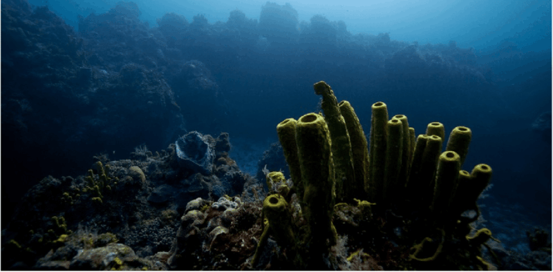 Cozumel: Ocean Dive - Booking Details
