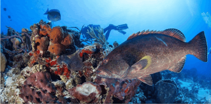 Cozumel: Ocean Dive - Meeting Point