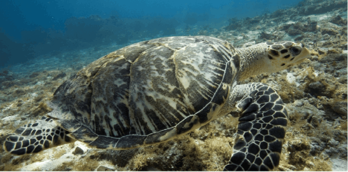 Cozumel: Ocean Dive - What to Bring