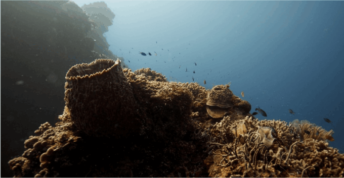 Cozumel: Ocean Dive - Frequently Asked Questions