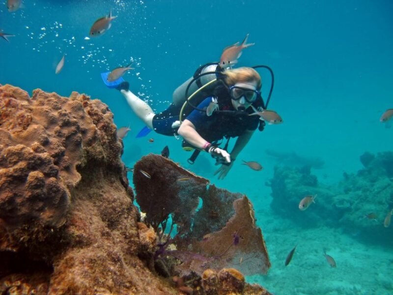 Cozumel: One Tank Scuba Dive and Full Chankanaab Park Access - Key Points