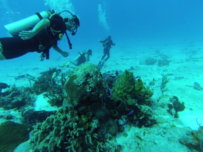 Cozumel: One Tank Scuba Dive and Full Chankanaab Park Access - Meeting Point and What to Bring