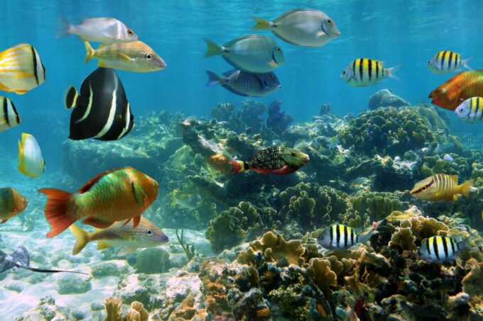 Cozumel: One Tank Scuba Dive and Full Chankanaab Park Access - Customer Ratings and Feedback