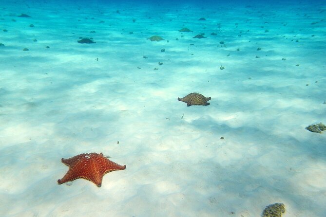 Cozumel Private 4-Hour Boat Tour to El Cielo With Snorkeling - Private Experience