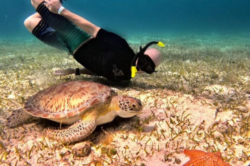 Cozumel: Private Snorkeling and Charter Experience - Key Points