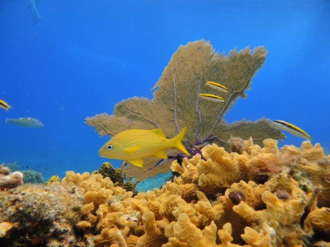 Cozumel: Private VIP Glass Bottom-Boat and Snorkeling Tour - Meeting Instructions