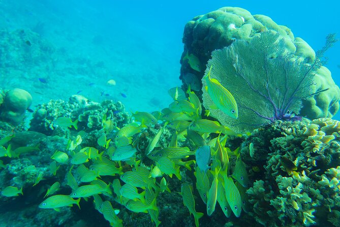 Cozumel Reef Snorkeling Tour - Operators Response