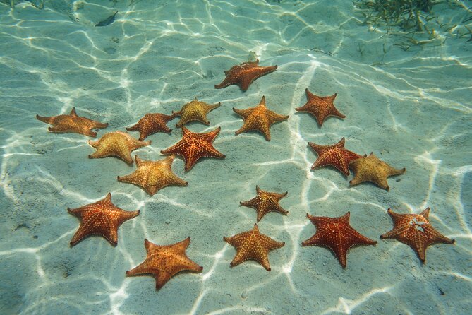 Cozumel Reef Snorkeling Tour - Frequently Asked Questions