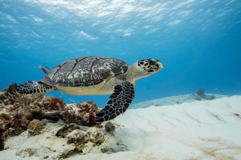 Cozumel Reefs Two Dives From the Boat - Itinerary Details