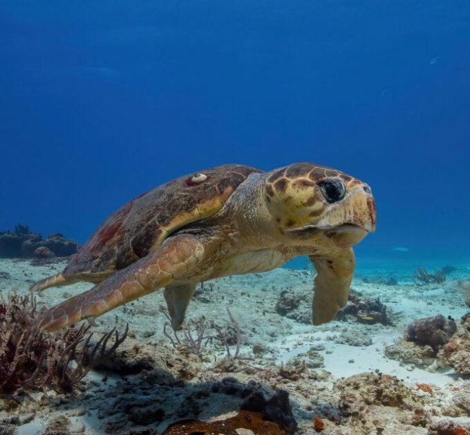 Cozumel Reefs Two Dives From the Boat - Frequently Asked Questions