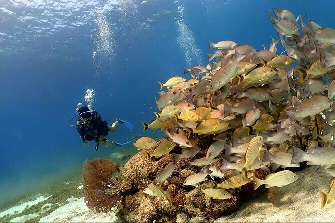 Cozumel Scuba Dive at Chankanaab - An Honest Look at the Cozumel Dive Experience