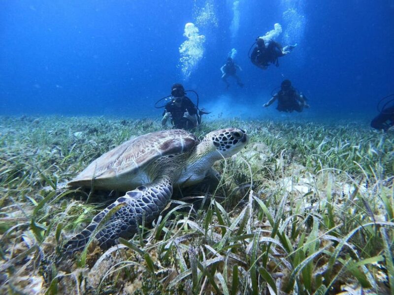 Cozumel: Scuba Dive at Chankanaab Marine Park - Key Points