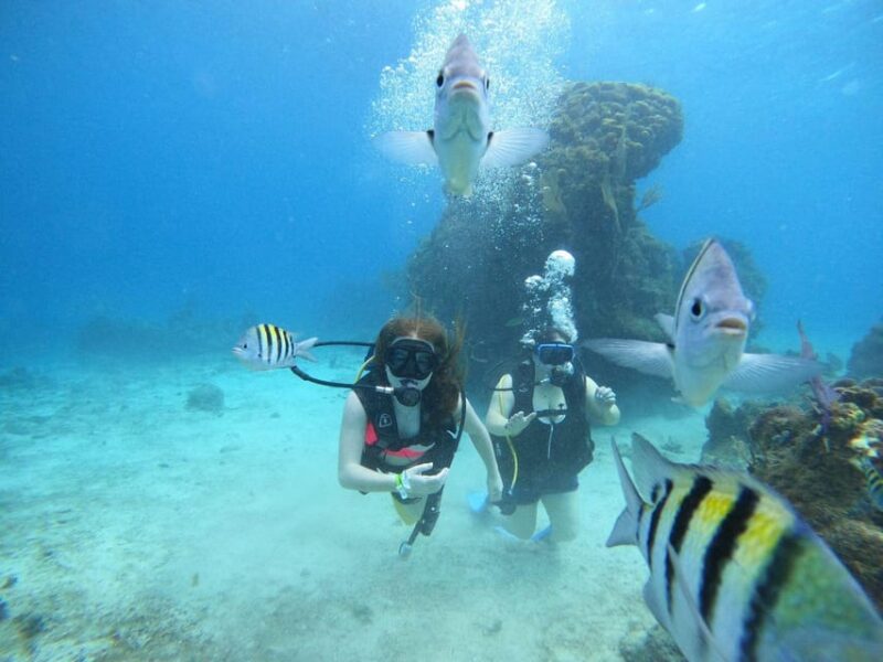 Cozumel: Scuba Dive at Chankanaab Marine Park - Meeting Point and Important Information