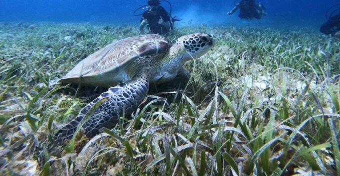 Cozumel: Scuba Dive at Chankanaab Marine Park - Marine Life and Underwater Attractions