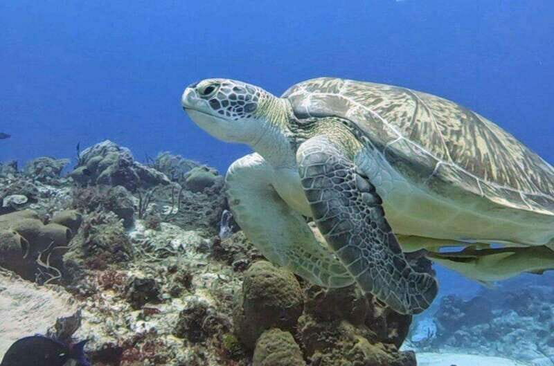 Cozumel Scuba Diving: 2 Tanks in the National Park for certified divers - Why Choose This Cozumel Diving Experience?