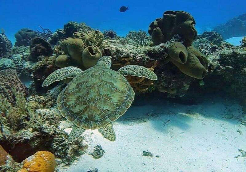 Cozumel Scuba Diving: 2 Tanks in the National Park for certified divers - Final Thoughts