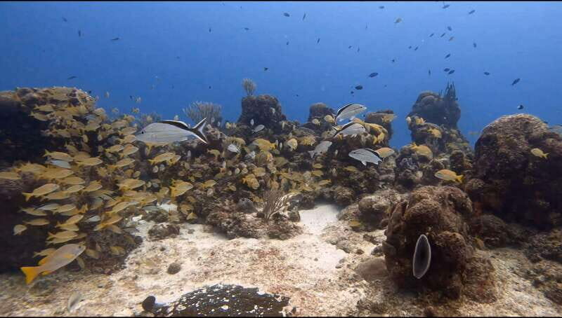 Cozumel Scuba Diving: 2 Tanks in the National Park for certified divers - FAQs