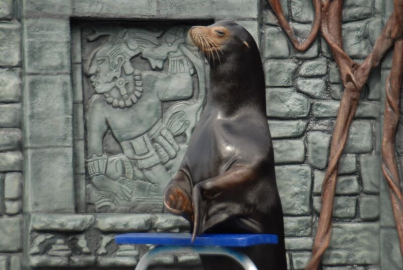Cozumel: Sea Lion Program at Chankanaab Beach Adventure Park - Participation Restrictions