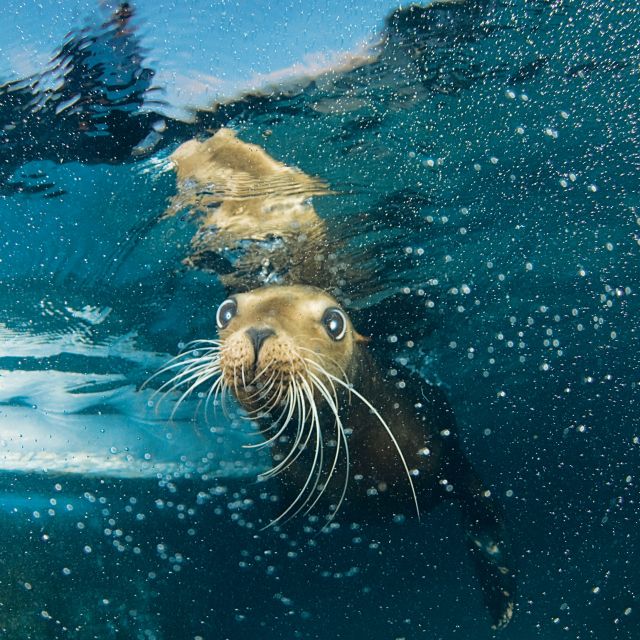 Cozumel: Sea Lion Program at Chankanaab Beach Adventure Park - What to Bring