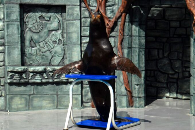 Cozumel: Sea Lion Program at Chankanaab Beach Adventure Park - Frequently Asked Questions