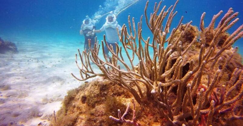 Cozumel: Sea Trek Adventure at Chankanaab National Park - Suitable for All Skill Levels