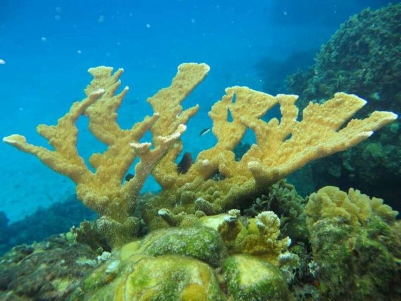 Cozumel: Shore Snorkel & Taco Workshop Experience - Key Points