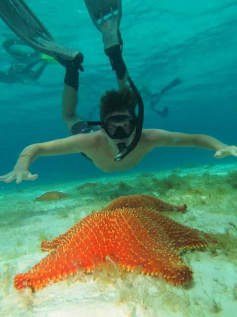 Cozumel: Shore Snorkel & Taco Workshop Experience - Transportation and Gear Included