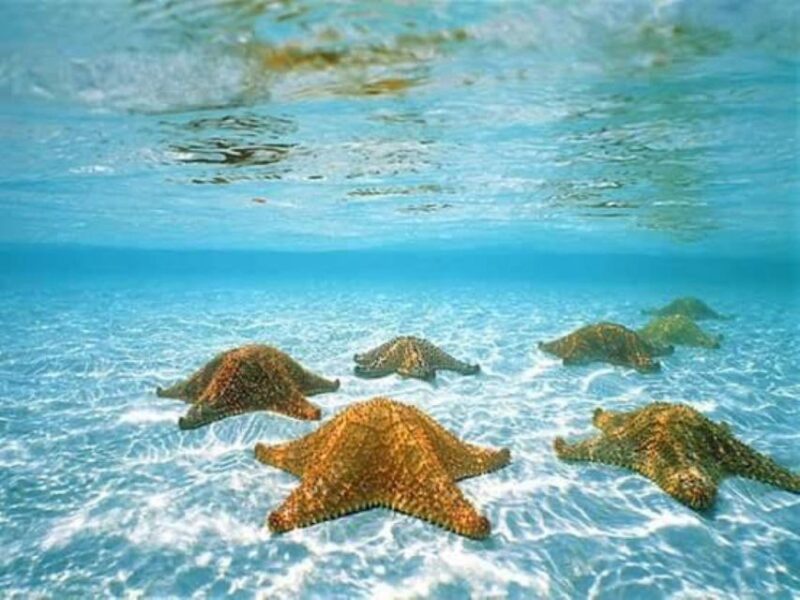 Cozumel: Snorkel El Cielo Tour - Customer Feedback