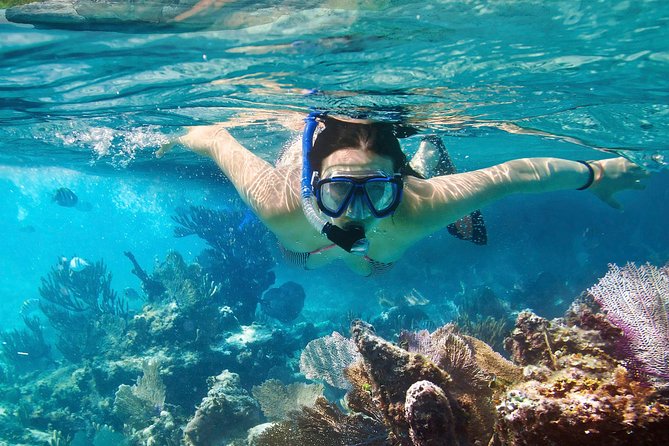 Cozumel Snorkeling Tour at Palancar & Colombia Reefs and El Cielo - Snorkeling Experience