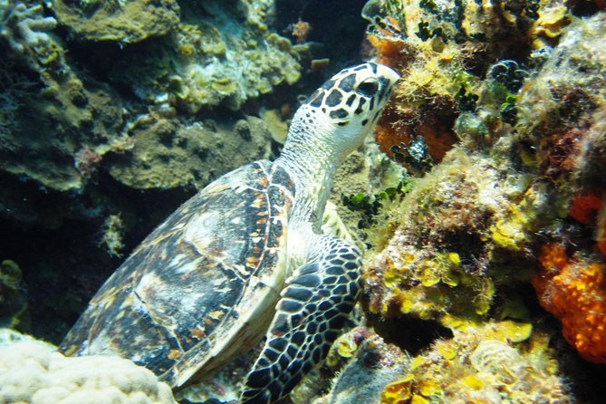 Cozumel Snorkeling Tour at Palancar & Colombia Reefs and El Cielo - Health and Safety Information