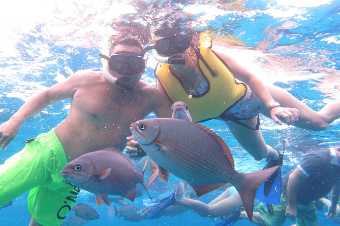 Cozumel Snorkeling Tour at Palancar & Colombia Reefs and El Cielo - Customer Feedback and Recommendations
