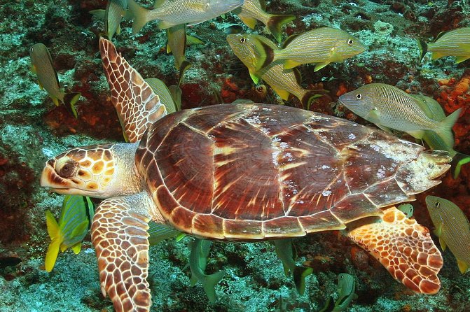 Cozumel Snorkeling Tour at Palancar & Colombia Reefs and El Cielo - Departure and Meeting Point