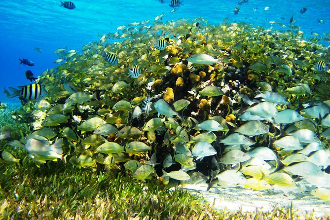 Cozumel Snorkeling Tour at Palancar & Colombia Reefs and El Cielo - Onboard Amenities