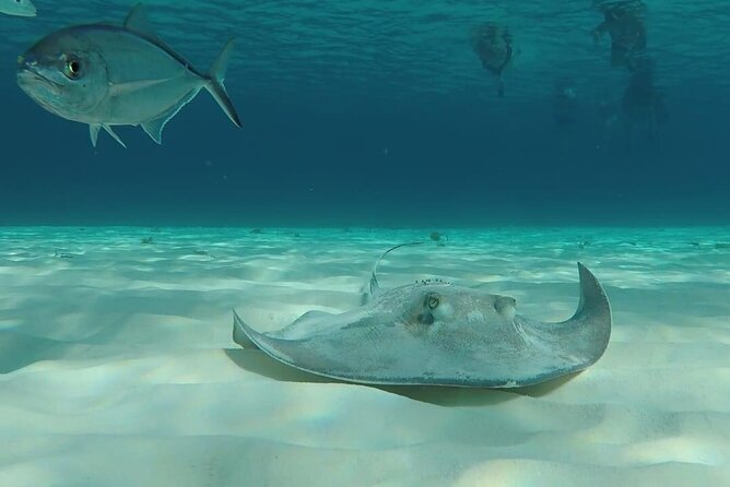 Cozumel Snorkeling Tour: Palancar, Columbia and El Cielo Reefs - Additional Information