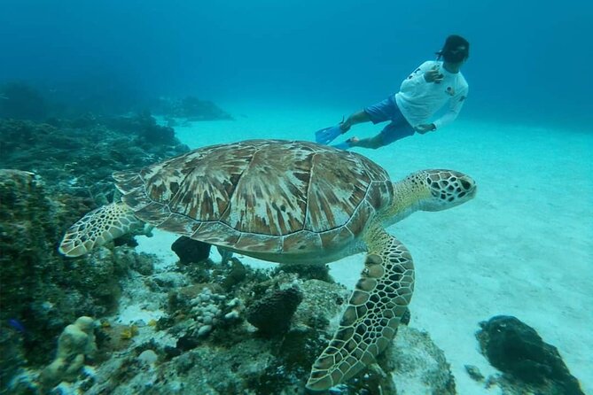Cozumel Snorkeling Tour: Starfish, Stingrays and the Turtle Bay Experience - Food and Drinks Included