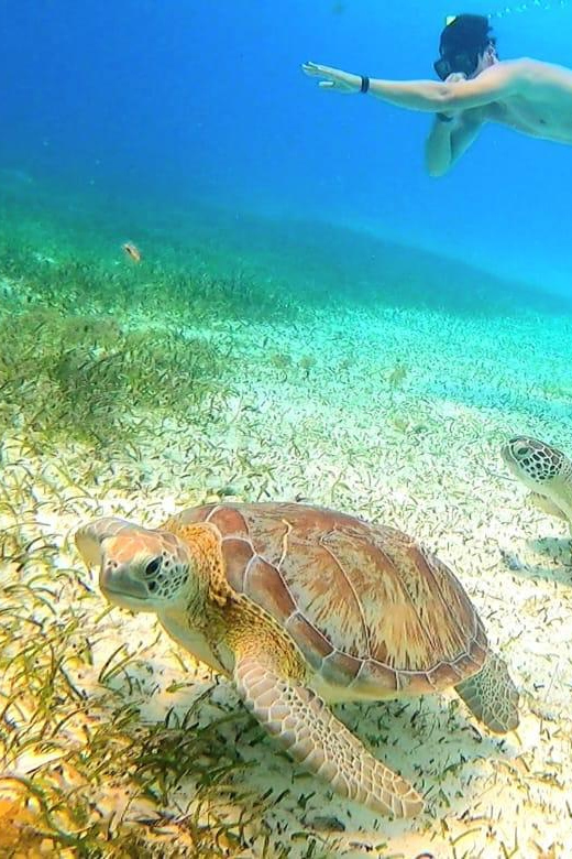 Cozumel: Snorkeling Tour With Cielo Estrellas Reef Visit - Snorkeling Highlights