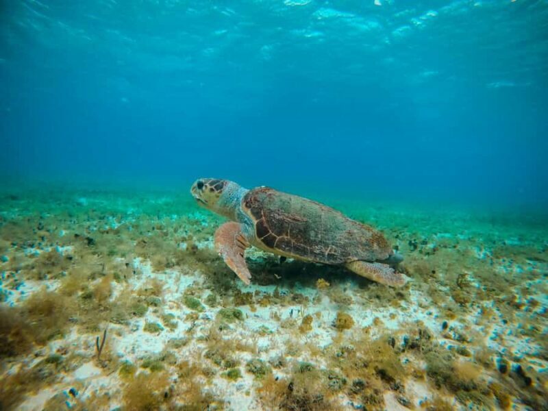 Cozumel: Starfish, Rays and El Cielo Snorkeling Experience - The Sum Up