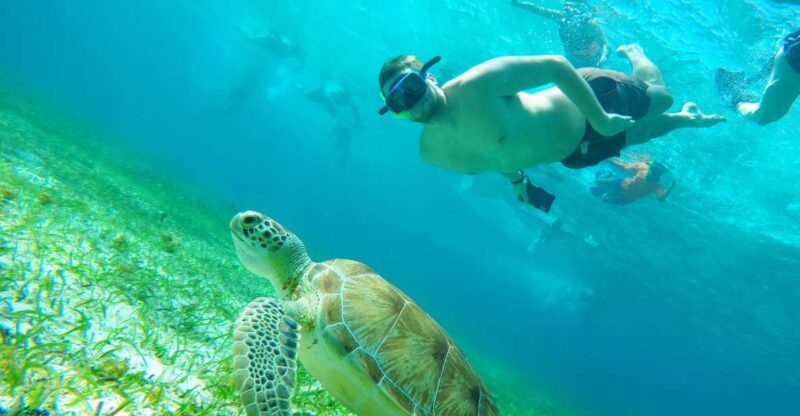 Cozumel: Starfish, Stingrays, and Turtle Bay Snorkeling Tour - Key Points