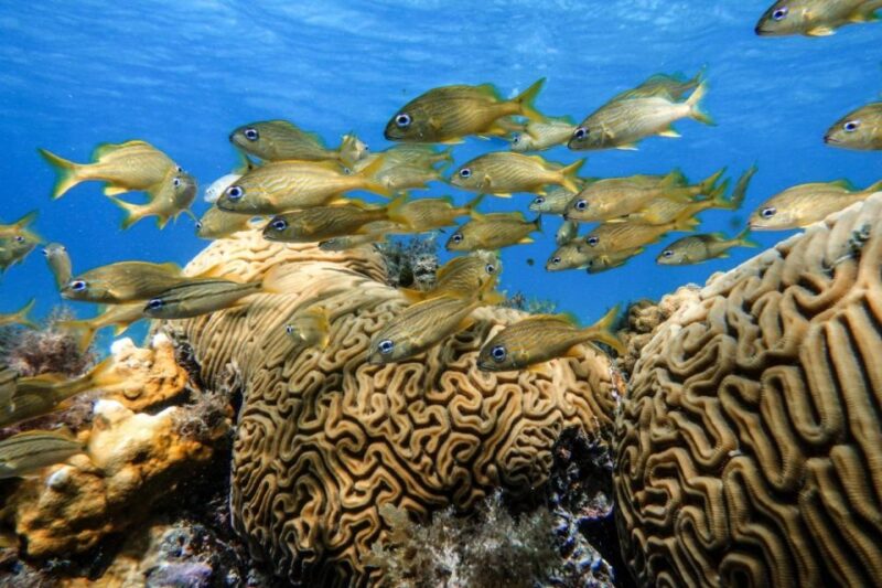 Cozumel: Starfish, Stingrays, and Turtle Bay Snorkeling Tour - Tour Itinerary
