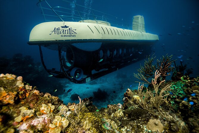Cozumel Submarine Experience - Viewing the Marine Life