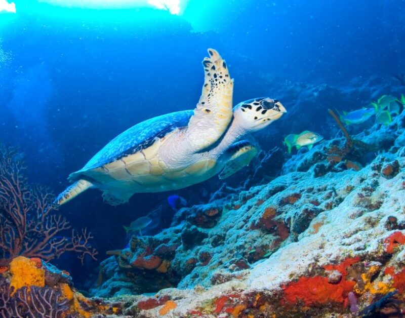 Cozumel: the Sky & Palancar Snorkel With Open Bar & Ceviche - Inclusions and Requirements