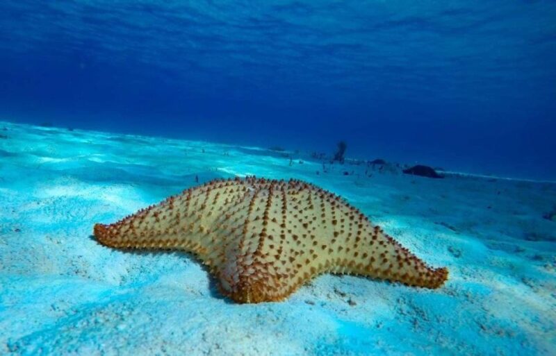 Cozumel: the Sky & Palancar Snorkel With Open Bar & Ceviche - Meeting Point and Tips