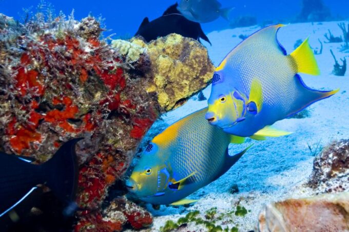 Cozumel: the Sky & Palancar Snorkel With Open Bar & Ceviche - Weather and Safety Concerns