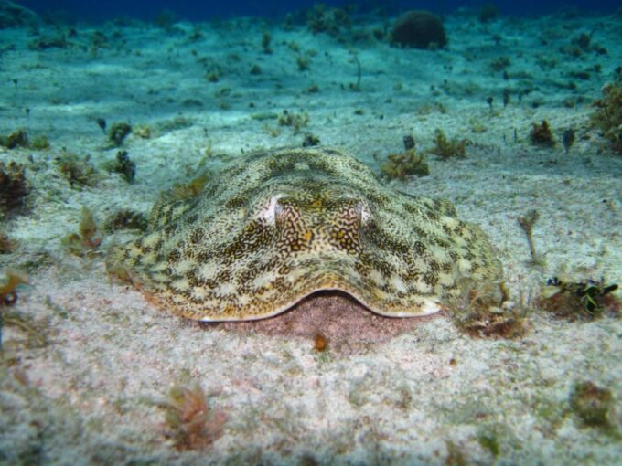 Cozumel: the Sky & Palancar Snorkel With Open Bar & Ceviche - Tour Operator Experience