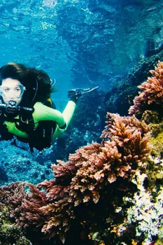 Cozumel: Twilight and Night Dive for Certified Divers - Diving Experience